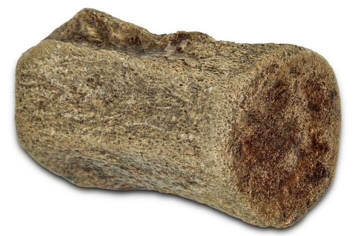 Fossil Dinosaur (Thescelosaurus) Caudal Vertebra - Montana #114535